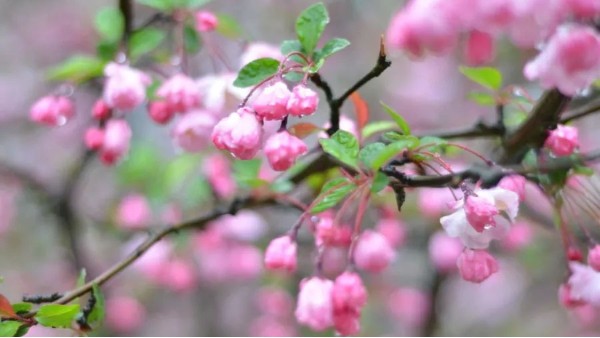 雨洗海棠，又是清明时节